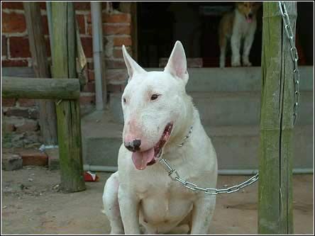 别墅斗犬去年咬伤钓鱼者 今年咬死来访客人 组图