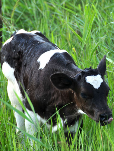 我国成功培育出世界首例赖氨酸转基因克隆奶牛