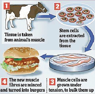 科学家培育“试管肉” 将制作汉堡200万一个