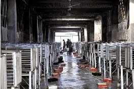 探访“活熊取胆”:全身麻醉后造瘘连接胆管(组图)