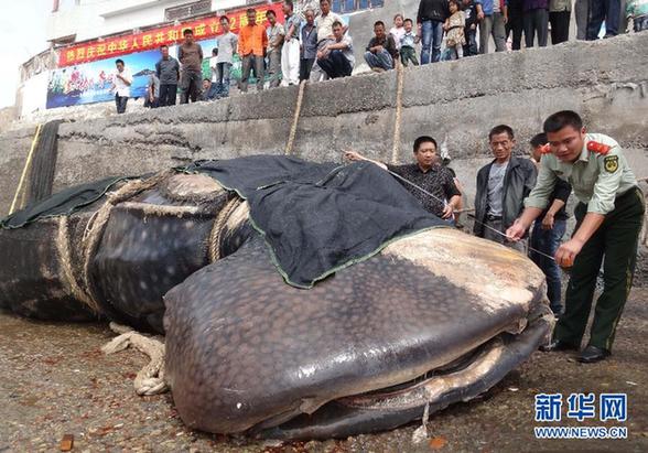 15吨重巨无霸鲸鲨误入渔网窒息而死