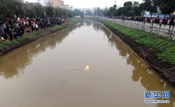受伤中华白海豚“迷路” 众人齐救助