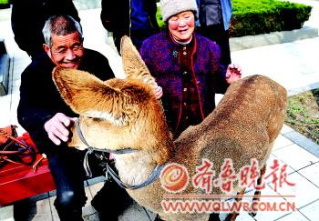 老两口闹市养只梅花鹿当宠物 引众多行人观看(图)