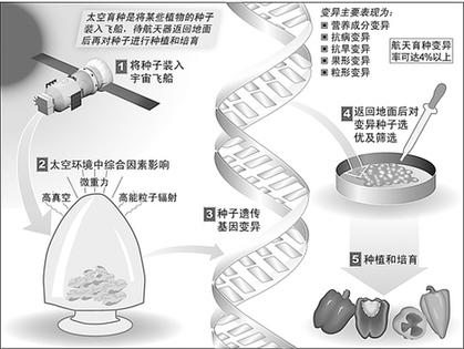 中国航天提升百姓生活 太空农产品丰富餐桌