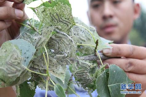 高清大图:不只是食人鱼 警惕"外来物种入侵"