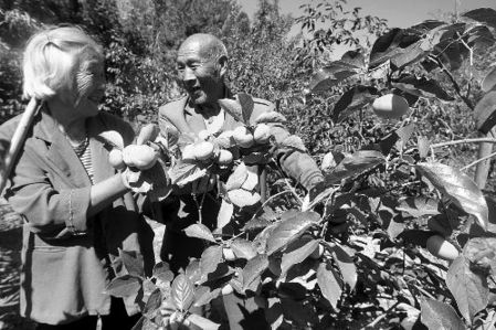 七旬老夫妇垦荒植树20年 称为子孙留座绿山(图)
