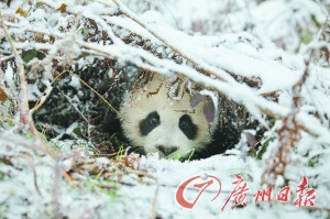 中国将第二次放归大熊猫 若成功意义不亚于登月