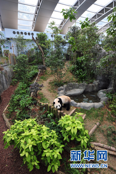 大熊猫“嘉嘉”和“凯凯”旅居新加坡(组图)