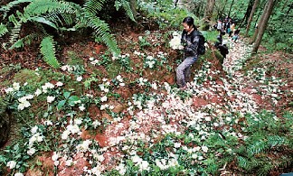 爱情天梯万朵白玫瑰哪里来?神秘买主是个80后