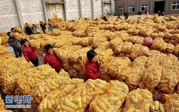 玉米成为我国第一大粮食作物品种