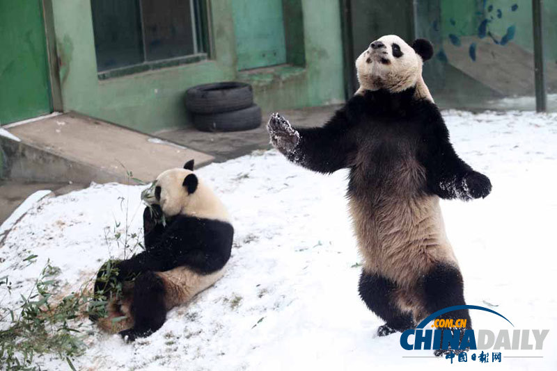 大熊猫雪地撒欢