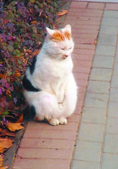 小猫路边“搓手” 引来网上一片怜爱（图）