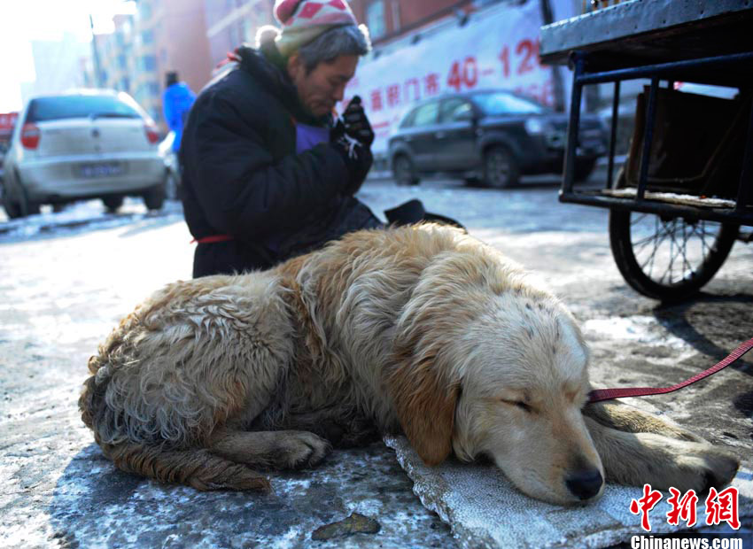 高清组图“义狗”寒冬拉车助身残主人卖冰糖葫芦