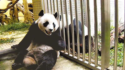 赠台大熊猫圆圆两度人工受精 是否怀孕7月知晓