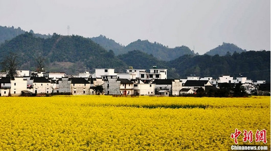 清明出游国内七大赏花地推荐