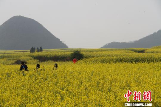 清明出游国内七大赏花地推荐