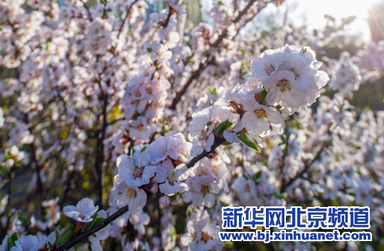 京城初春百花俏