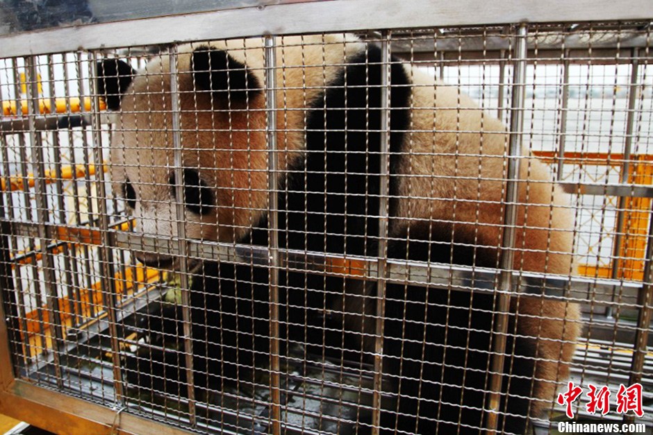 成都大熊猫“琪琪”“芝芝”飞往北京参加国际园博会[组图]