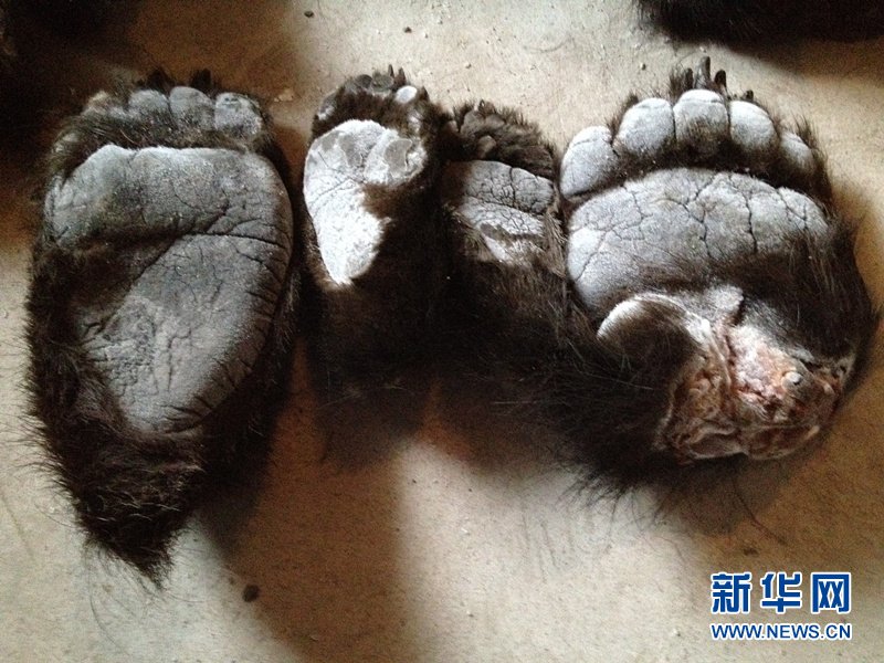 5轮胎藏213只熊掌 内蒙古查获最大熊掌走私案