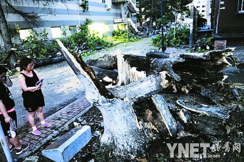 交通大学 大风刮倒五十岁老树