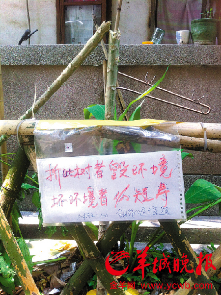 羊城盗贼面面观: