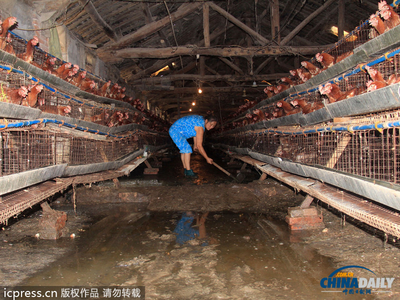 湖北郧县遭强降雨：房屋被毁鸡场被淹 死鸡尸体堆满地