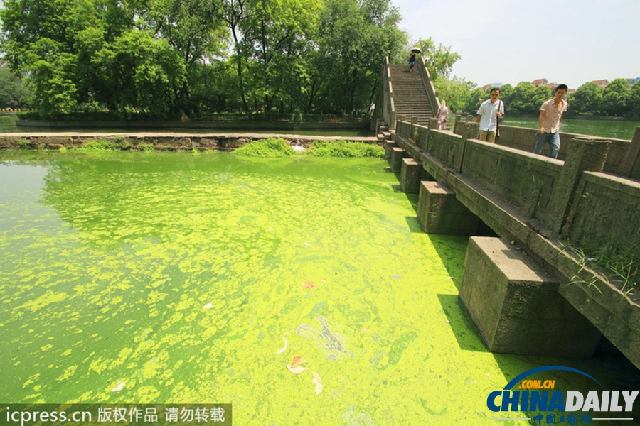 浙东古运河蓝藻肆虐 河水转身一变绿颜料