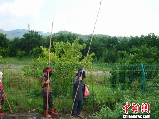 浙江流行吃知了 盘点中国人餐桌上的另类菜肴