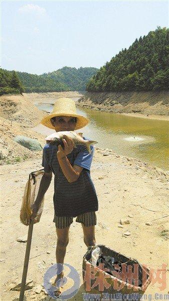湖南龙潭水库干涸大面积死鱼 8百村民开车抢鱼
