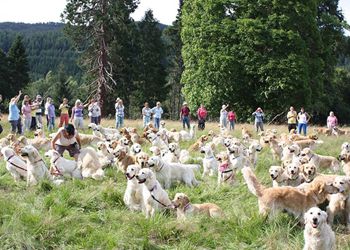 杨幂刘亦菲刘诗诗唐嫣新代女星身价排名(图)