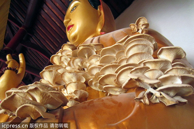 福建南靖县：观音长平菇 似“祥云”引围观
