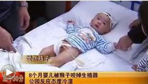 游客喂猴致男婴睾丸被吞食 母亲见状吓到崩溃(图)
