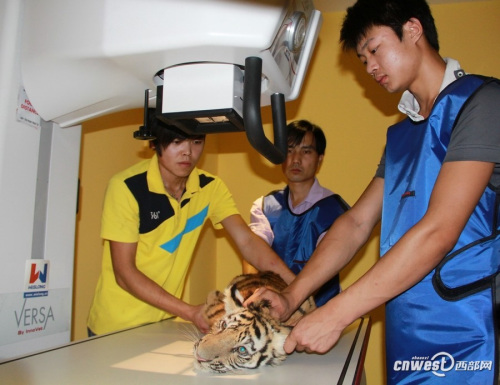 四个月大幼虎体检像孩童 狂吼挣扎流眼泪(组图)
