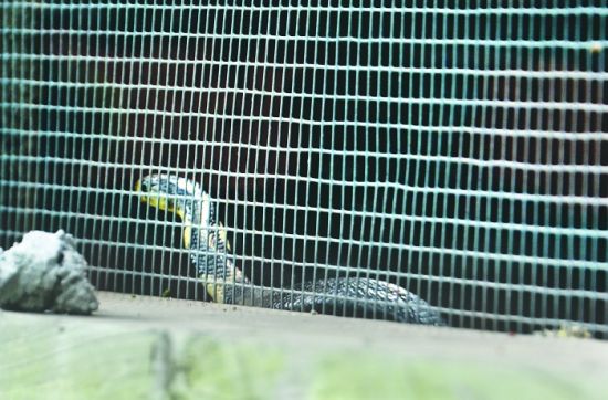 四川隆昌蛇场320条眼镜蛇出逃 52条下落不明