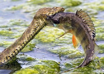 面红耳赤看男女共浴 走进怒江神秘美女村[7]