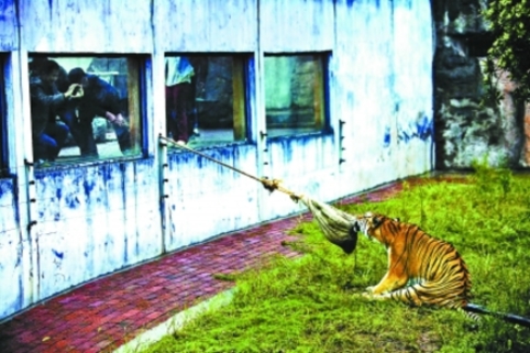 长沙动物园“人虎拔河”引争议 回应称为增强老虎野性