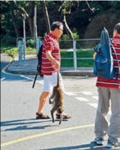 香港男子“移尸”惹怒猴群引怪叫 险酿人猴大战