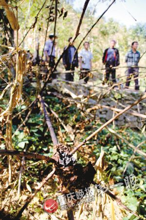 奶奶用身体保护被马蜂袭击的孙女 伤重去世(图)