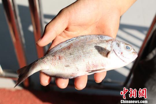 广西柳州水族馆百条热带鱼被游客闪光灯“闪死”