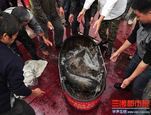 世界最大剁椒鱼头今日制成 菜盘直径近1.7米