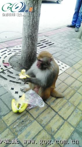 猕猴闹市拦路抢劫 民警一路跟随“押送”回山(图)