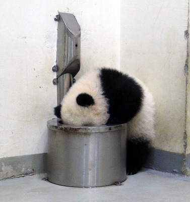 揭秘台北大熊猫宝宝“圆仔”的好友“水盆君”