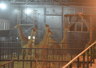 北京住建委:购自住型商品房拟统一摇号[1]