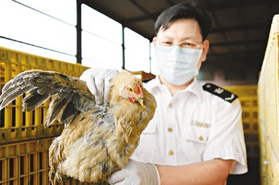 深圳供港鸡场停送活禽 深圳市场正常销售（图）