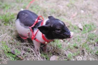 小香猪暴饮暴食成天蓬元帅 体重超过50斤