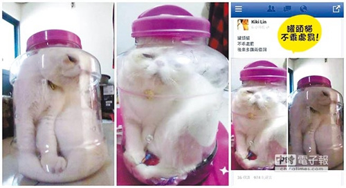 女生惩罚猫将其塞进瓶子惹众怒 平淡回应：哈哈哈