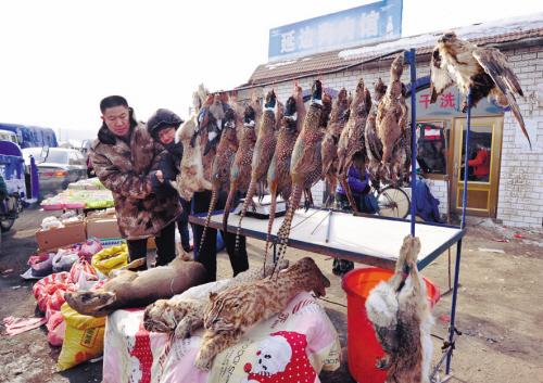 辽宁农村疯狂销售野生动物豹猫当街要价(图)+