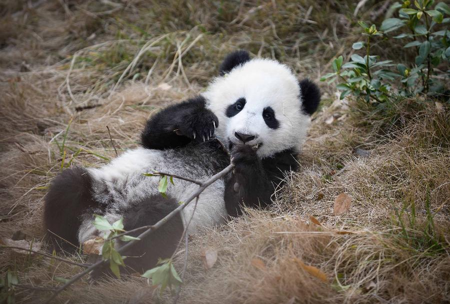 网上招嫖先交脸部胸部保险 遂宁一男子被骗95