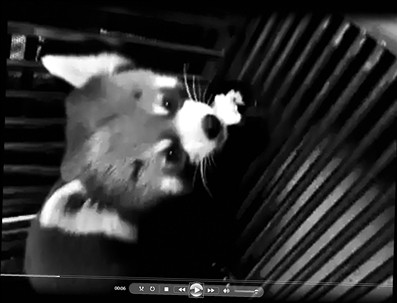小熊猫在线交易1只16万 店家:只要有钱老虎都卖
