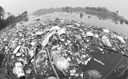 邛崃最大灌溉水库 每月捞出几百头死猪
